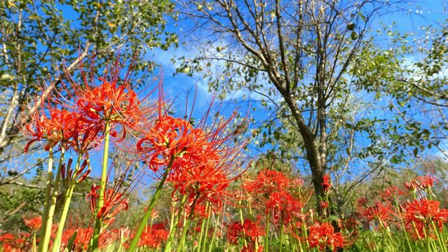 Red spider lily or cluster amaryllis flowers blooming in the blue sky in autumn or fall, Higanbana or lycoris