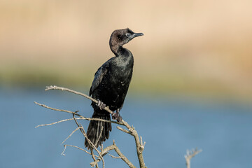 Pygmy cormorant (Microcarbo pygmaeus) in the wild