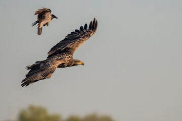 White-tailed eagle (Haliaeetus albicilla) in the wild