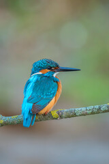 Common kingfisher (Alcedo atthis) in the wild