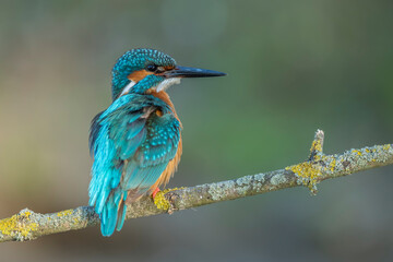 Common kingfisher (Alcedo atthis) in the wild