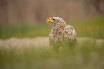 White-tailed eagle (Haliaeetus albicilla) in the wild