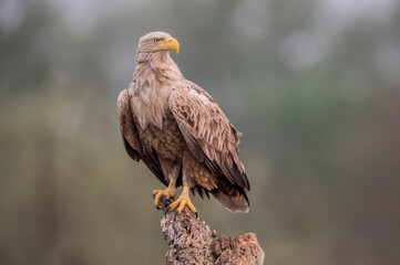 White-tailed eagle (Haliaeetus albicilla) in the wild