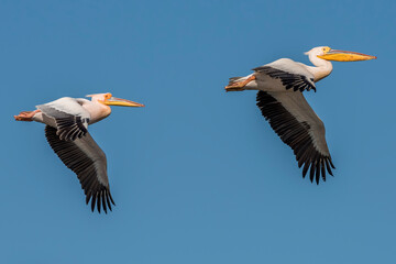 Great white pelican (Pelecanus onocrotalus)
