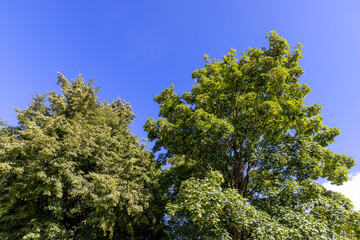 Fototapeta premium A variety of trees growing in the park