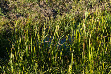 Fototapeta premium A small ditch with reeds and other plants
