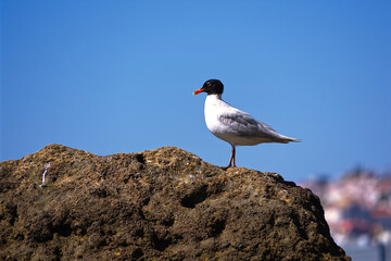 A solitary kingfisher on the shore