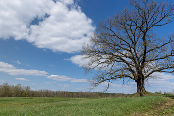 Fototapeta na wymiar old oak in early spring without green foliage