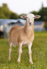 Naklejka na ściany i meble Tan colored sheep lamb on a green field