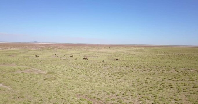 The birthplace of the Mongolian camel is a place called San Dalaya in Durgun Sum, Khovd Province