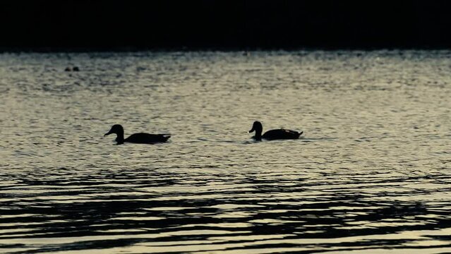 Ducks mallard and hen at dusk silhouettes lake at dusk