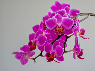 Naklejka premium violet phalaenolopsis, orchid with beautiful flowers