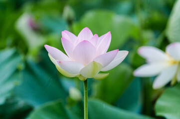 埼玉県行田市　古代蓮の里の満開の蓮