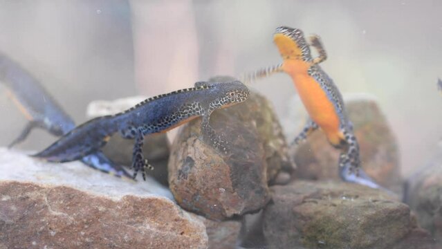 Alpine newt (Ichthyosaura alpestris), underwater photos in spawning waters, animals swimming in water, North Rhine-Westphalia, Germany, Europe