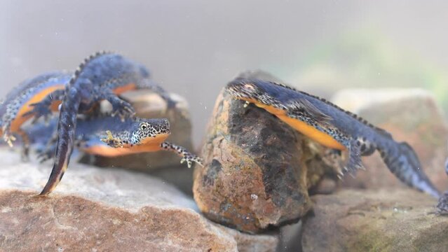 Alpine newt (Ichthyosaura alpestris), underwater photos in spawning waters, animals swimming in water, North Rhine-Westphalia, Germany, Europe