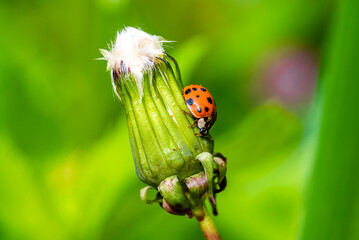 Ladybug sitting on a dandelion. A warm spring day and a red insect