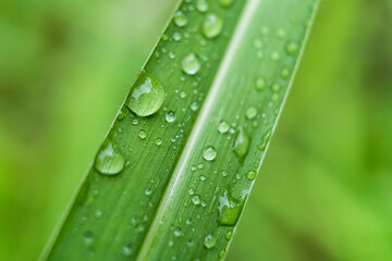Clear raindrops on the green grass after the rain in the daytime. Photo for wallpaper and background. Nature photo looks nice and refreshing.