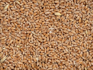 Ripe grains of wheat background. Wheat seed. Grain of wheat top view