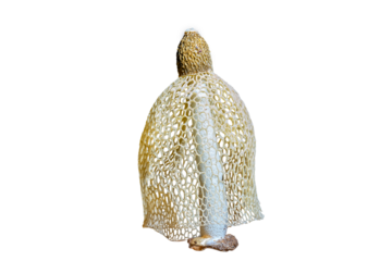Bamboo mushroom isolated on white background.Tropical, Phallus indusiatus, Dancing mushroom.