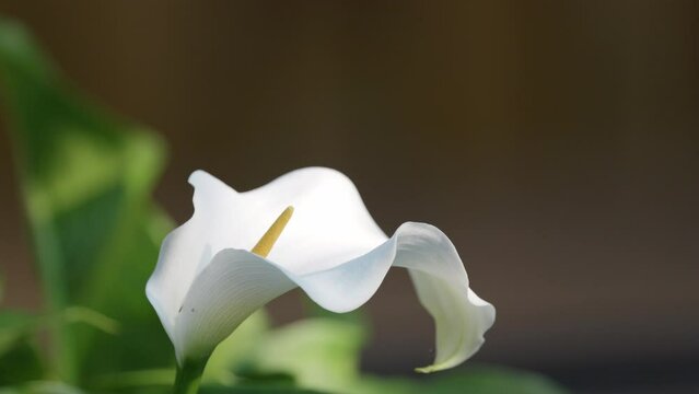 A white calla lily, framed by vibrant green leaves, sways softly in the summer breeze, a sight to behold.
