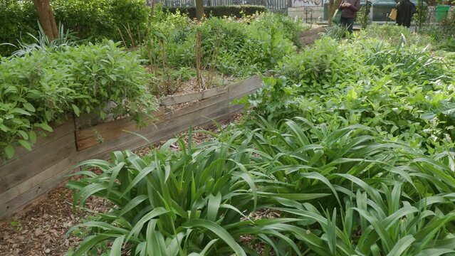 herbs and plants in urban garden in Paris