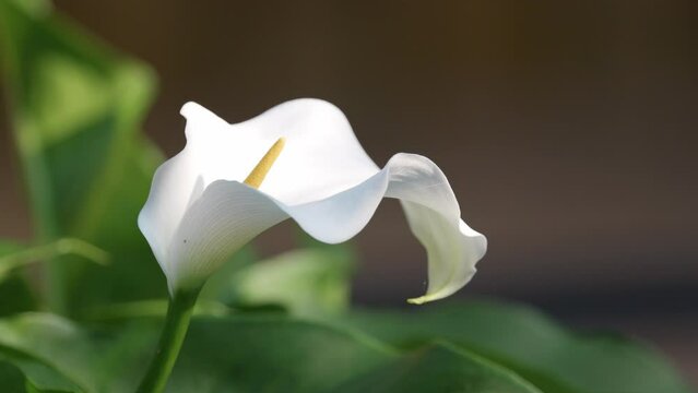 In the summer breeze, a stunning white calla lily gracefully dances amidst vibrant green leaves.