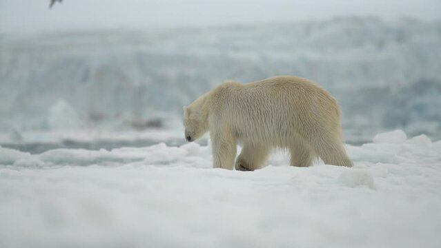 Video Polar Bear (Ursus maritimus) Polar Bear, Svalbard, Norwegian Arctic, Norway, Europe