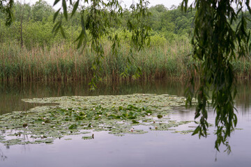 White lilies, water flowers on the surface of the water. Lotus flowers. Summer day on the lake. Thick reeds on the shore. In the foreground - hanging branches of a willow tree