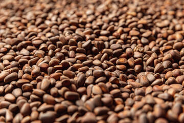 Texture ripe fresh brown pine nuts in shell as background.Top view protein from Cedar, Pinaceae