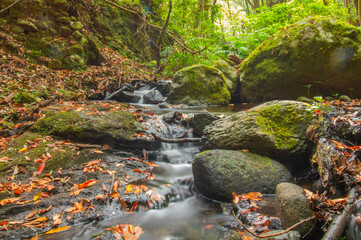 Pequeño riachuelo en mitad del bosque.