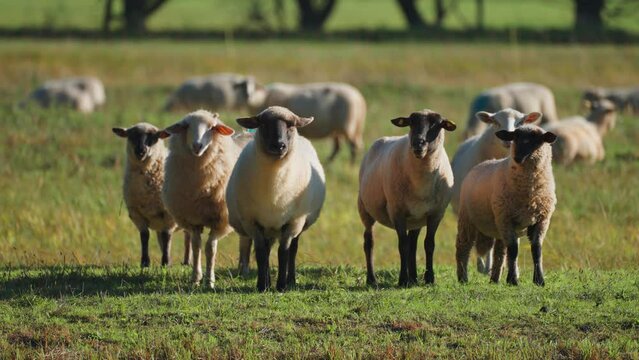 White wooly sheep with black heads grazing in the meadow curiously staring. Slow-motion, pan follow.