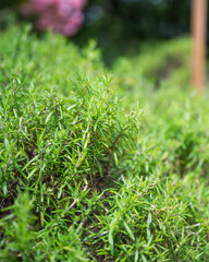 Un plant de romarin sauvage