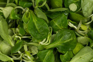 mache lettuce green salad