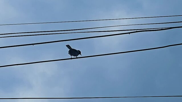 A bird clings to a wire when it's about to rain