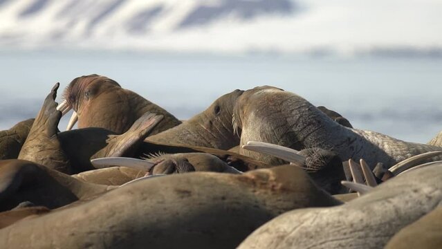Video Walruses (Odobenus rosmarus) Svalbard, Norwegian Arctic, Norway, Europe