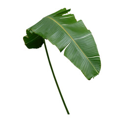 Plant Banana leaf Nature Green Tropical forest Isolated on transparent background - png	