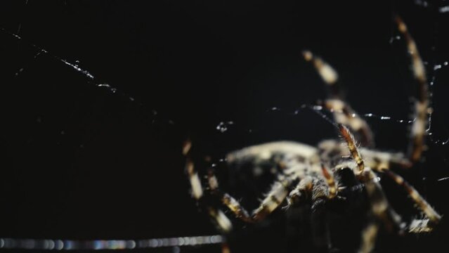 A spider waves its web at night, under the moonlight. Slow motion macro shot. Detail of the hair on the legs