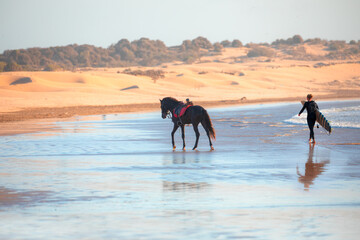 Brown arabian horse while standing in the sea - A male surfer walks on the beach with a surfboard in hand - Essaouira, Morocco