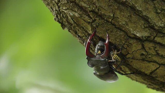 Static shallow focus of stag beetle copulation, male sits on female on tree bark