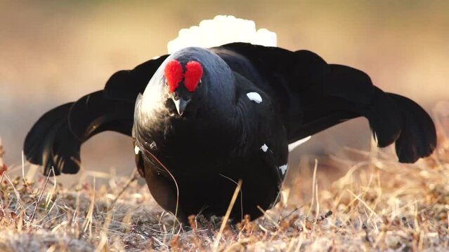 Video Black Grouse (Tetrao tetrix), male, courtship, Finland, Europe