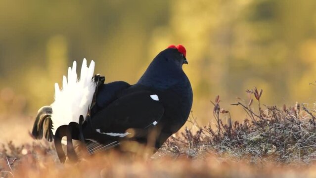 Video Black Grouse (Tetrao tetrix), male, courtship, Finland, Europe