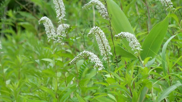 山地に自生するオカトラノオ