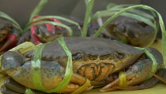 live green tied mud crab at asian thailand fish market street for sale