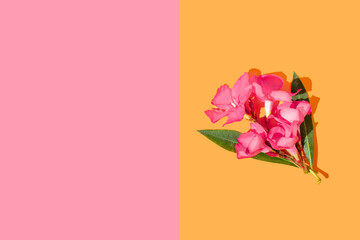 Two tone colors in vertical line with a bouquet of flowers. Pink and orange background with copy space. Vibrant summer colors and flowers concept.
