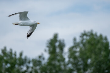 Adult Herring Gull, Larus argentatus in flight.