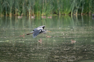 Grey Heron, Ardea cinerea flying over a lake