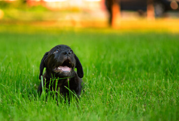 A chocolate-colored labrador puppy sitting in the grass with a smile on his face in the summer in the park for a walk