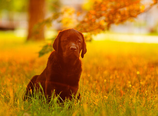 A chocolate-colored labrador puppy sitting on the grass in the park in the rays of the sunset