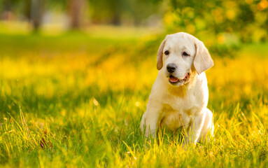 A golden-colored Labrador puppy walking in the park in the summer on the grass with a smile on his face, looking fervently at the owner. Summer walks for dogs concept