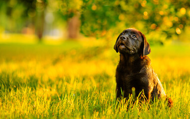 A chocolate-colored labrador puppy sitting in the sunset rays in summer in a park against a background of grass and trees
